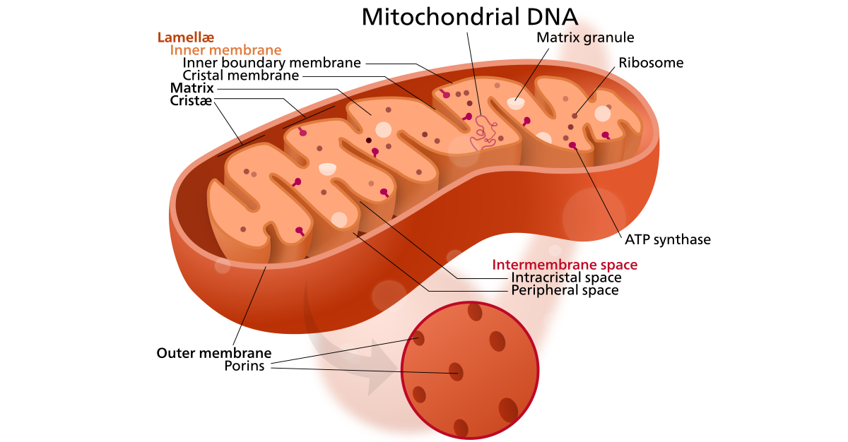 brittisk-bebis-har-dna-fr-n-tre-m-nniskor-banbrytande-teknik