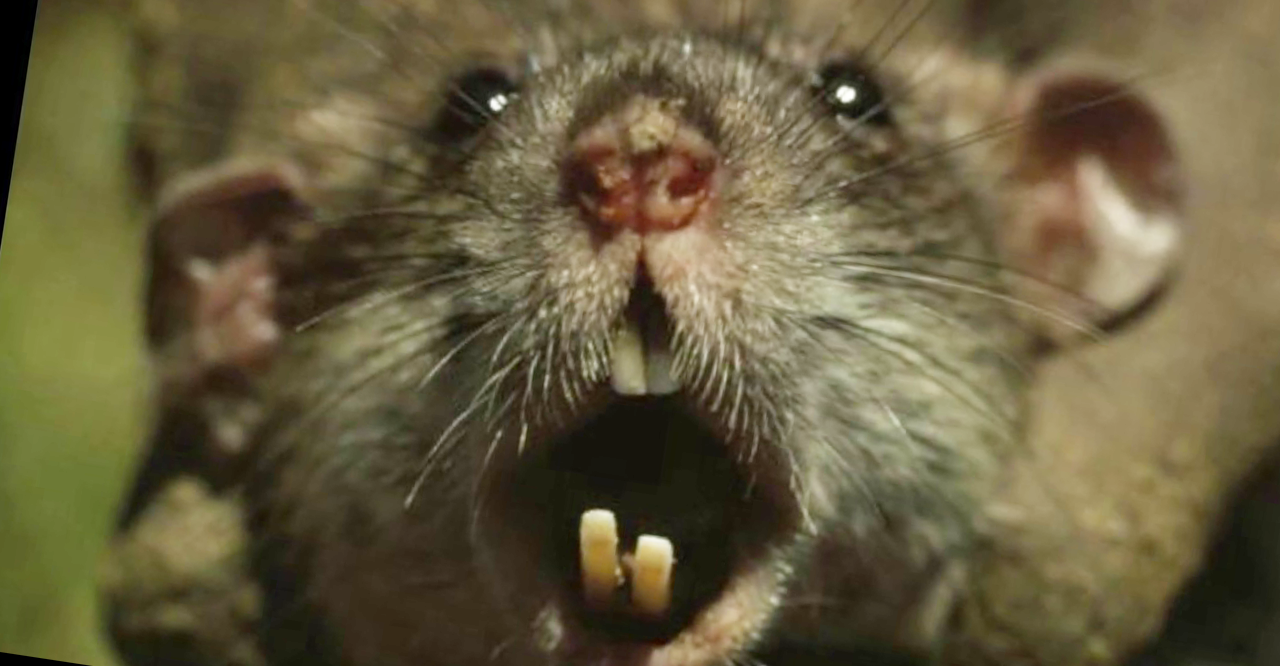 Nya Zeeland försöker utrota råttor och andra rovdjur för att rädda ...